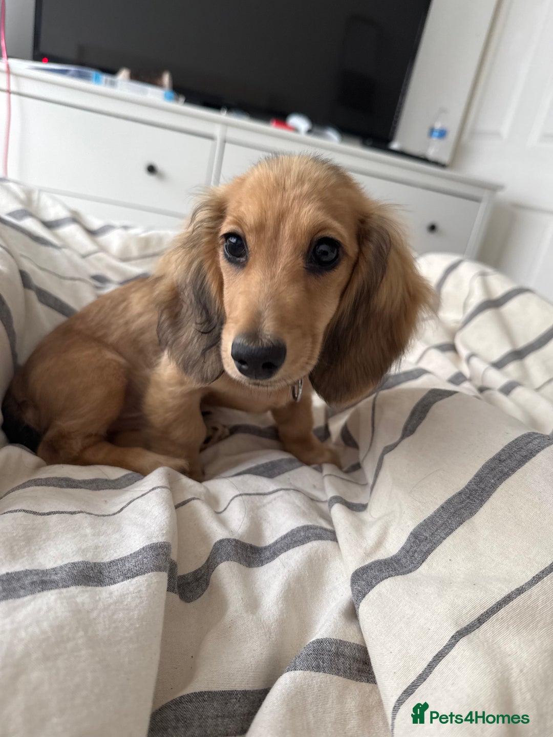 Miniature Dachshund dogs for sale: Miniature Dachshund Looking For Forever Home - Advert 4