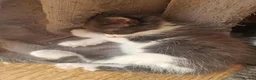 Mixed Breed cats for sale: 2 girls ready to go  - Advert 4