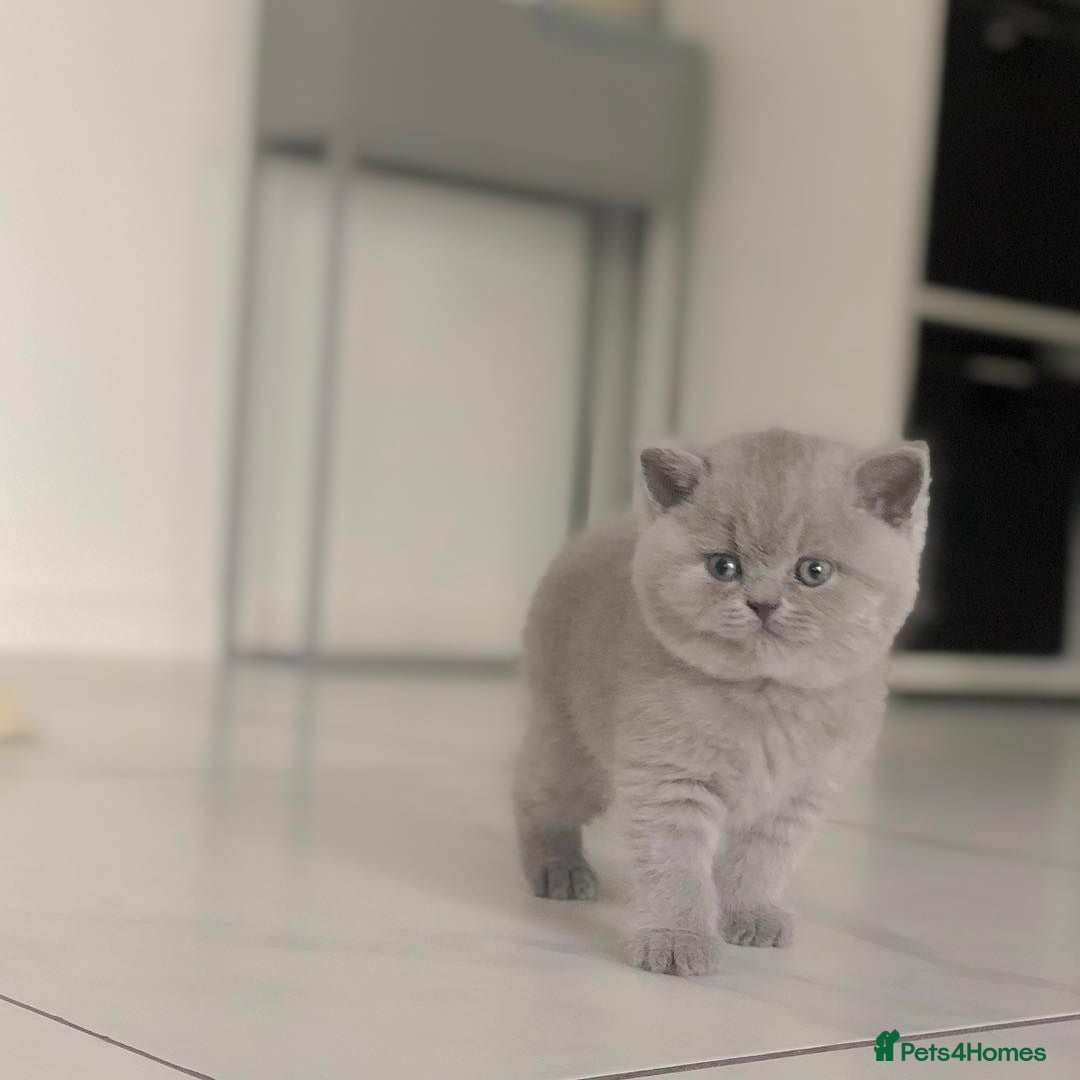 British Shorthair cats for sale: British Shorthair kittens - stunning litter - Advert 4