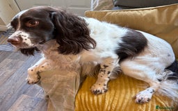 English Springer Spaniel dogs for sale: Male springer spaniel  - Image 2