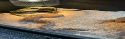 Snake reptiles for sale: Hognose with full set up  - Advert 5