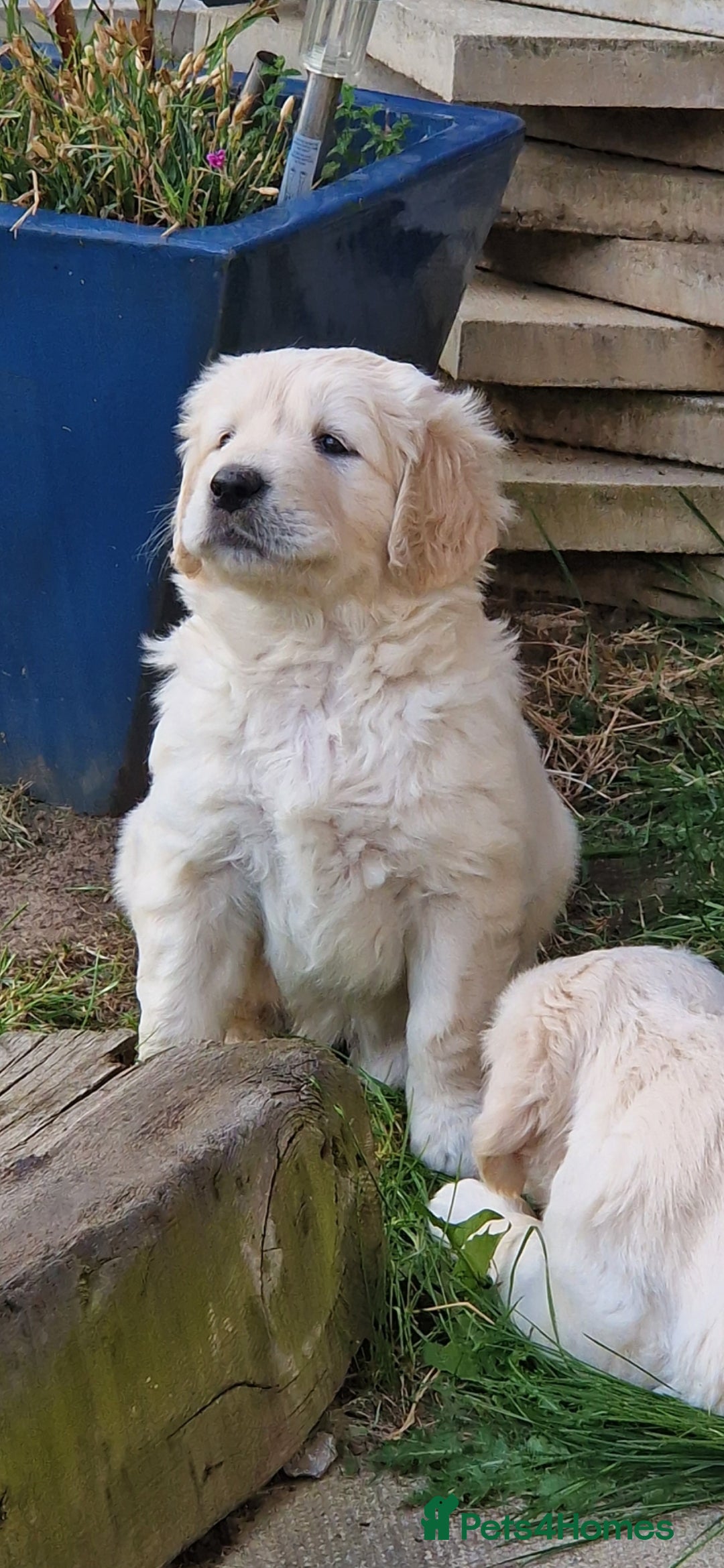 Golden Retriever dogs for sale: Stunning golden retriever babies - Image 3