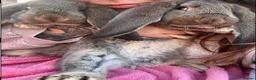 French Lop rabbits for sale: Proper French lops! - Advert 4