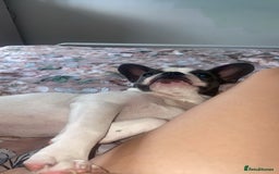 Mixed Breed dogs for sale: Boston terrier - Image 2