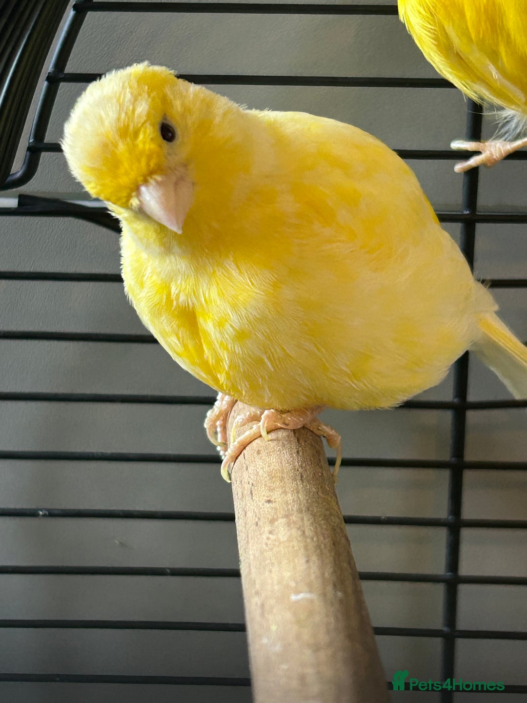 Mixed Breed birds for sale: Baby budgies and canaries for sale - Advert 4