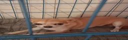 Chihuahua dogs for sale: Female chihuahua dog - Advert 8