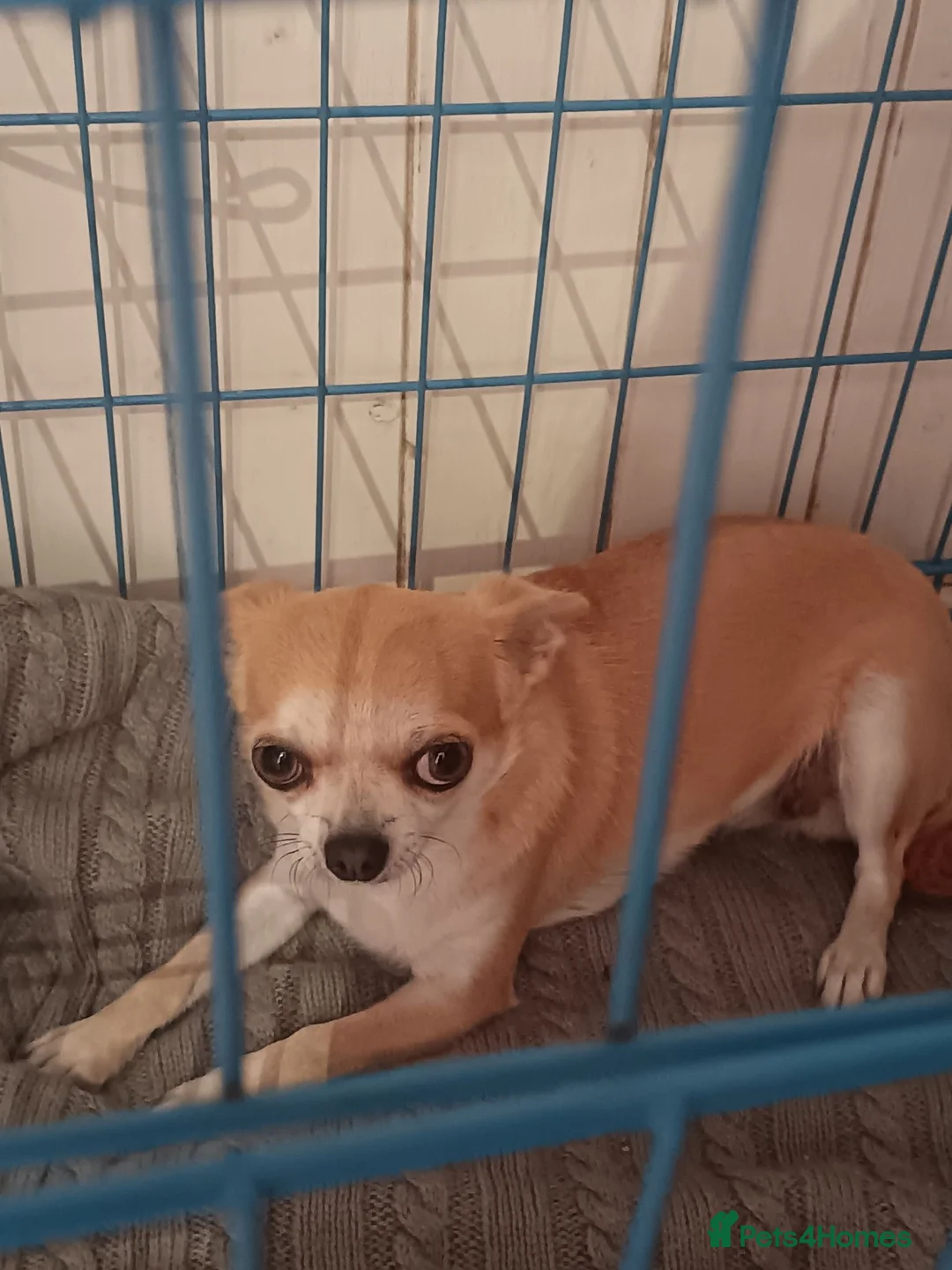 Chihuahua dogs for sale: Female chihuahua dog - Advert 8