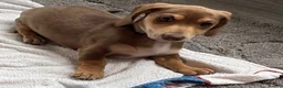 Miniature Dachshund dogs for sale: Miniature Dachshund  - Advert 3