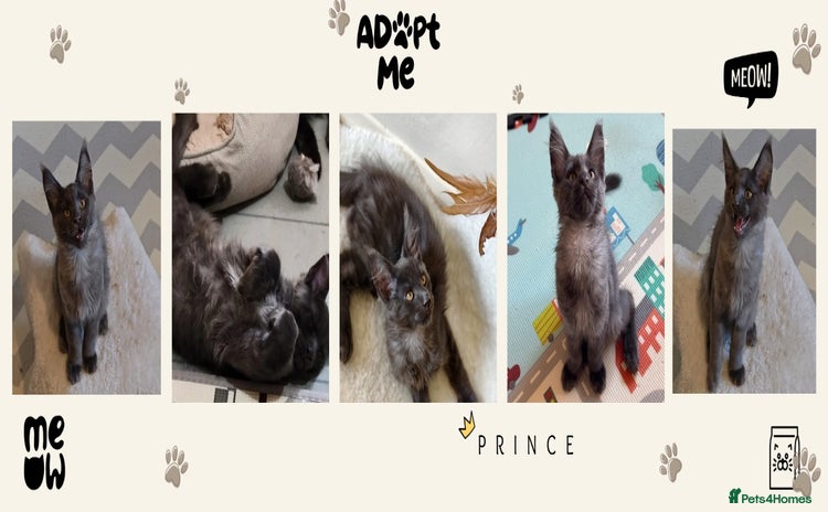 Maine Coon cats - Advert 11