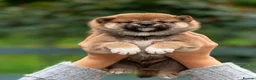 Japanese Shiba Inu dogs for sale: Exclusive Japanese Shiba Inu Puppies  🇯🇵 - Advert 12