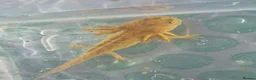 Axolotl reptiles for sale: Range of baby axolotls, hets known - Advert 8