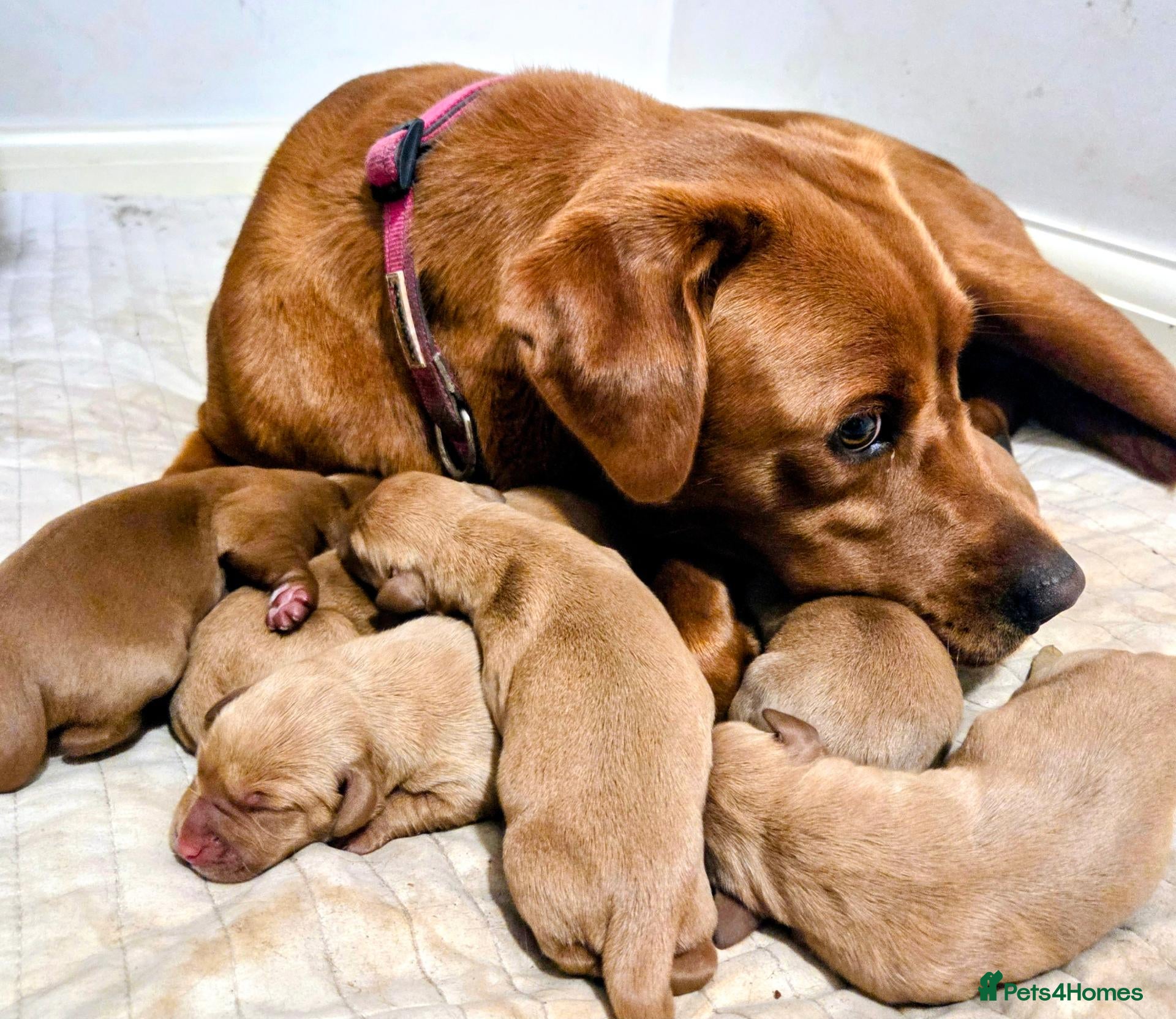 Labrador Retriever dogs KC Fox Red Labrador Puppies - Advert 15