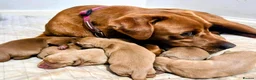 Labrador Retriever dogs for sale: KC Fox Red Labrador Puppies in Tavistock - Advert 3