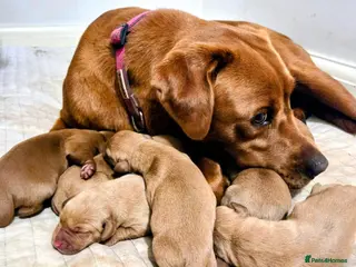 Labrador Retriever dogs KC Fox Red Labrador Puppies - Advert 15