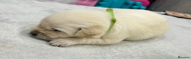 Golden Retriever Puppy green