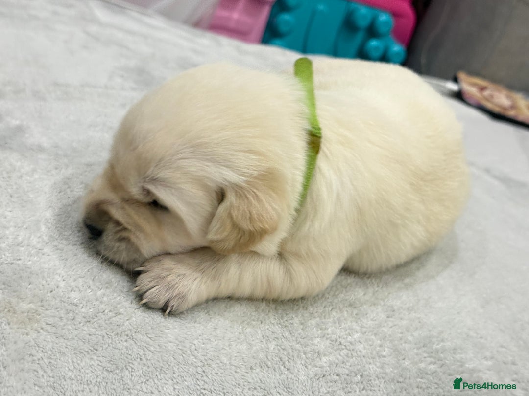 Golden Retriever dogs for sale: 6 golden retriever puppies for sale - Advert 9