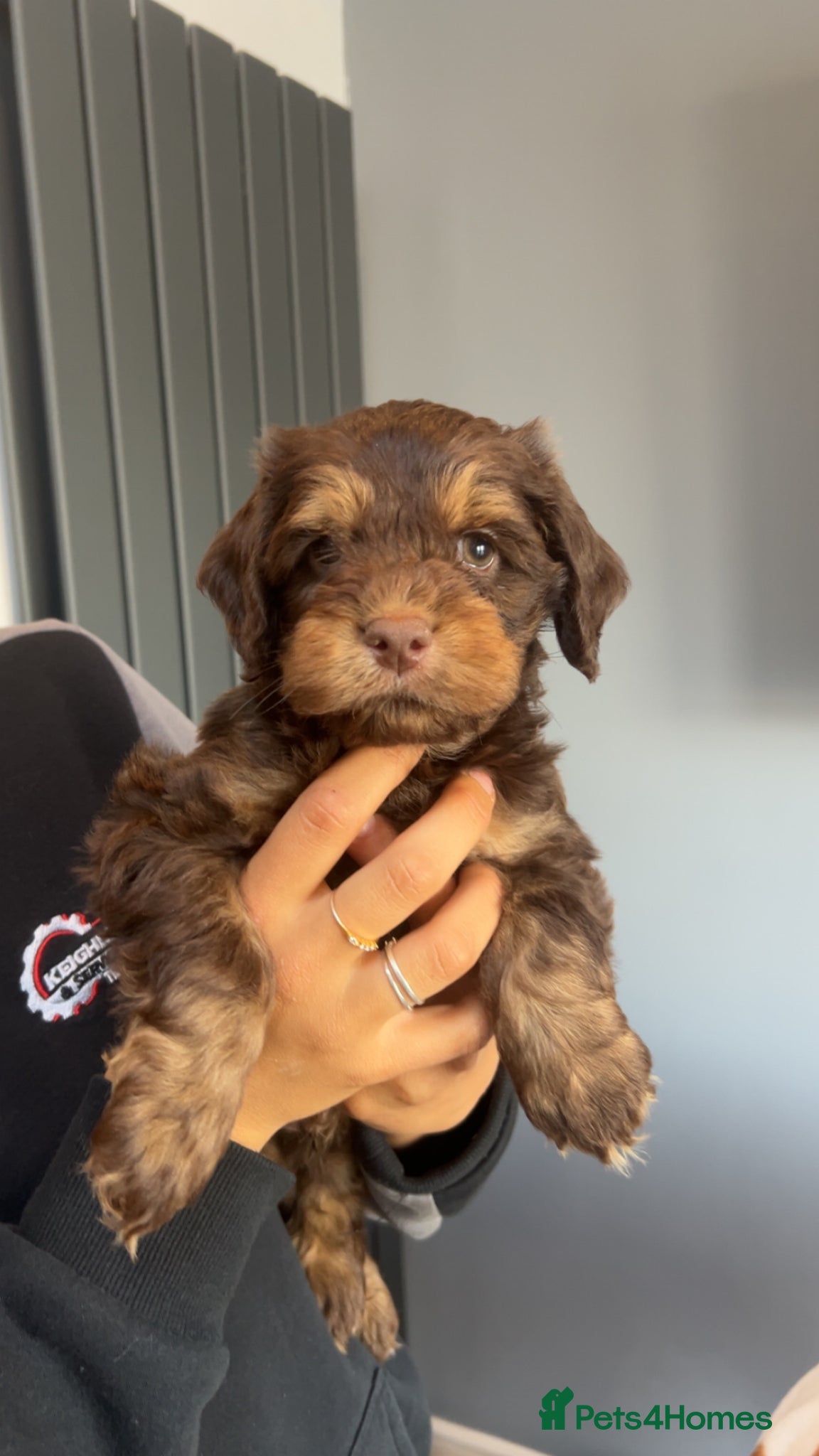 Cockapoo dogs 🩷 F1  merle Cockerpoo only 1 boy left  💙 - Advert 18