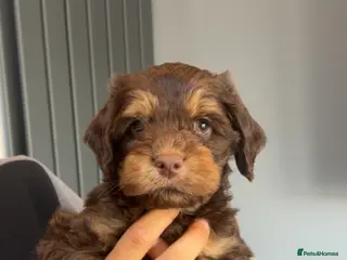 Cockapoo dogs 🩷 F1 merle Cockerpoo only 1 boy left 💙 - Advert 17