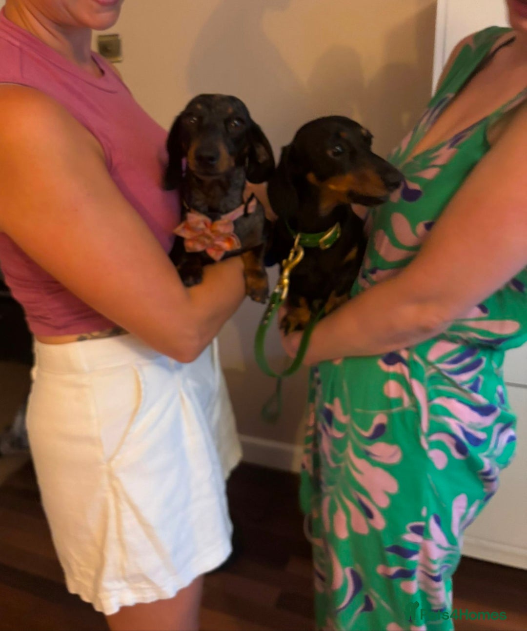 Miniature Dachshund dogs for sale: KC registered miniature dachshund puppies - Image 13