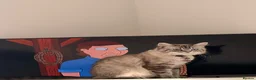 Siberian cats for sale: Lovely 3 Year Old Purebred Siberian Cat For Sale - Advert 2