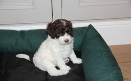 Mixed Breed dogs for sale: Cockapoo - Bernedoodle Pup for sale - Advert 4