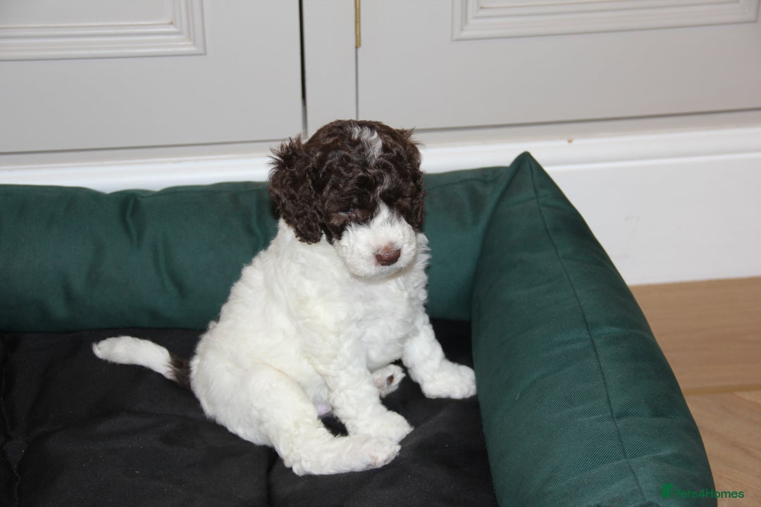Mixed Breed dogs for sale: Cockapoo - Bernedoodle Pup for sale - Advert 4