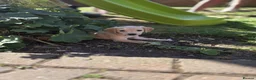 Mixed Breed dogs for sale: Cocker spaniel x lurcher in Darlington - Advert 4