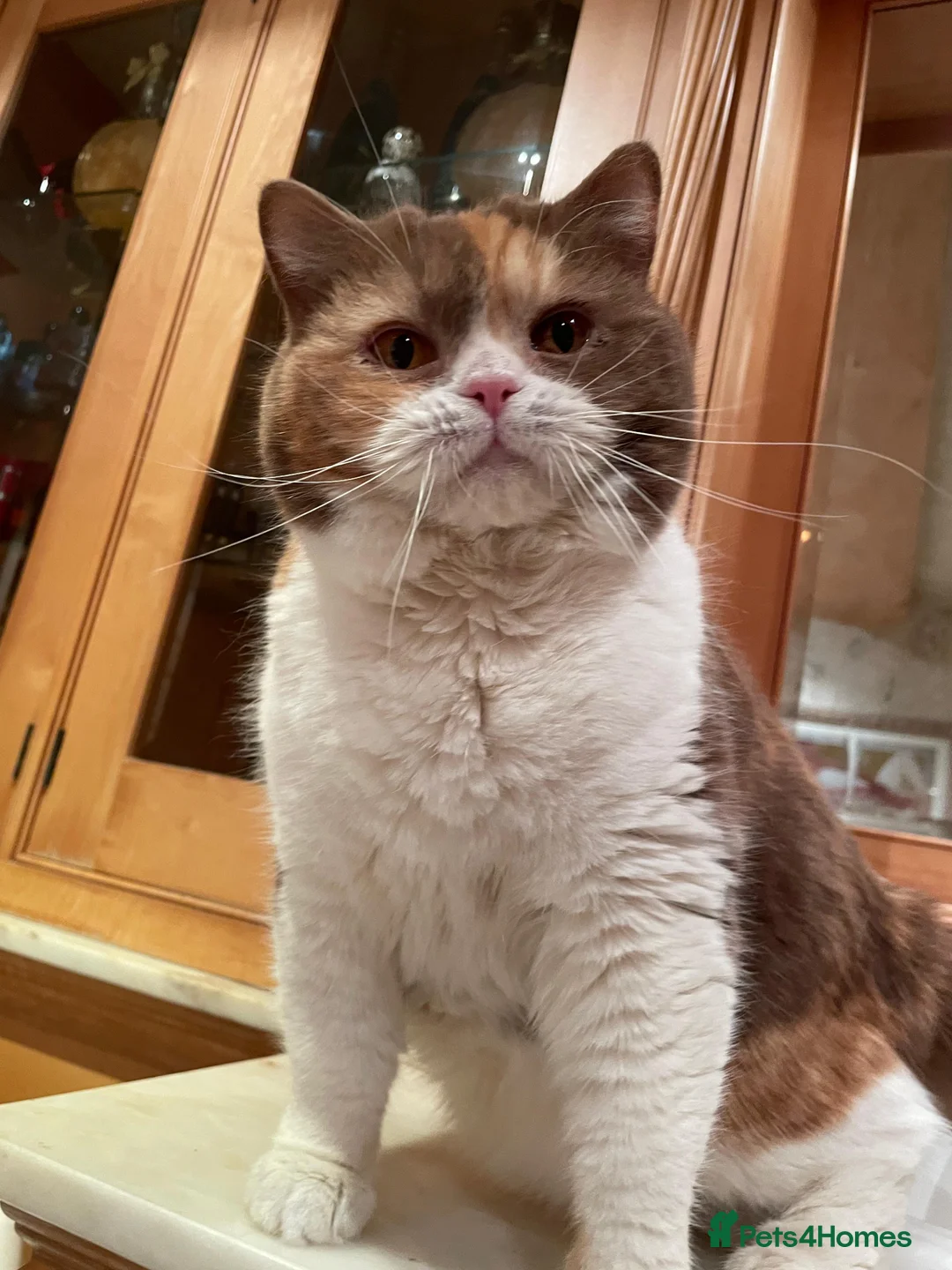 British Shorthair cats for sale: Retired breeding cats for rehoming all neutered - Advert 7