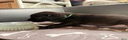 Mixed Breed dogs for sale: 7 Labour lurcher puppies! in Letchworth Garden City - Advert 7