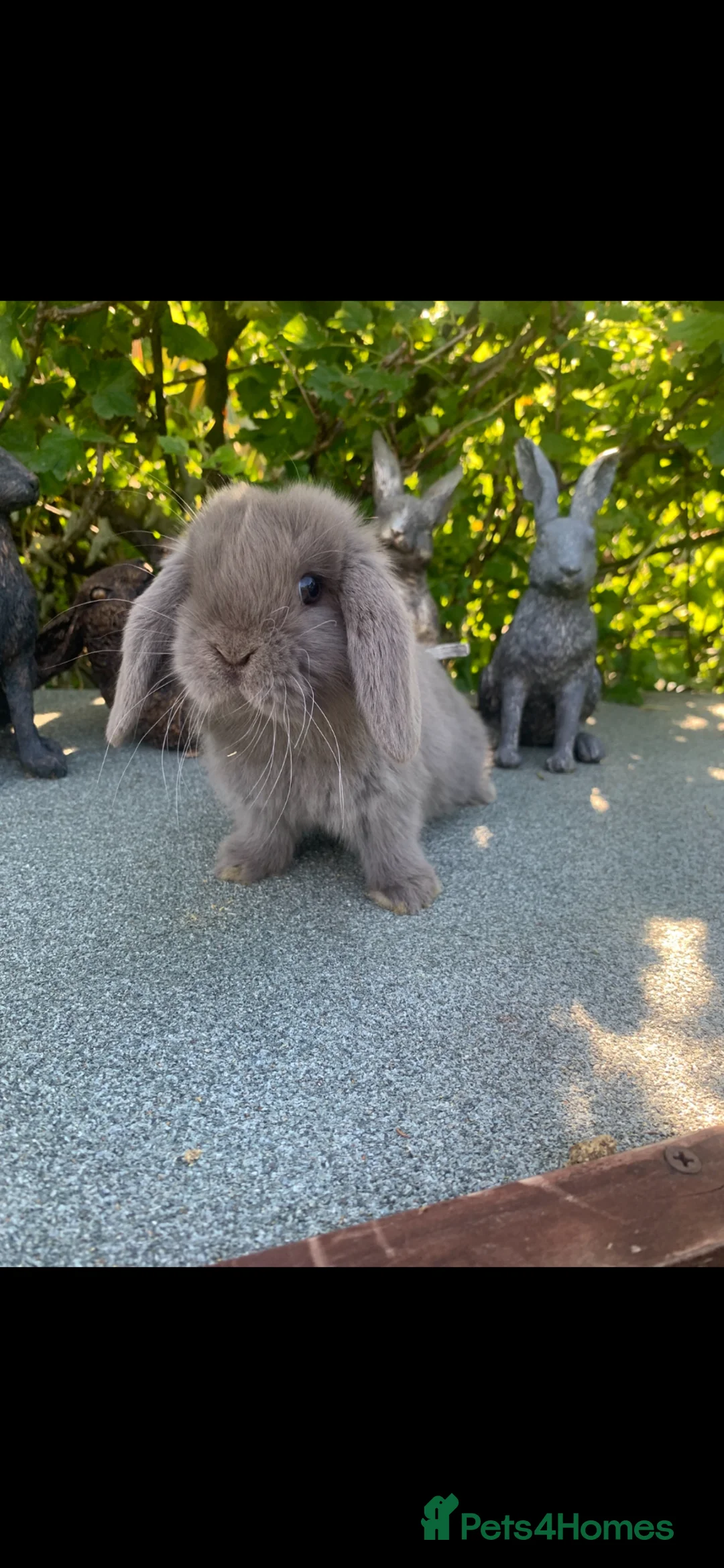 Mini Lop rabbits for sale: Baby Mini Lop Eared Rabbits- £80 Each - R/T/L Now - Advert 10