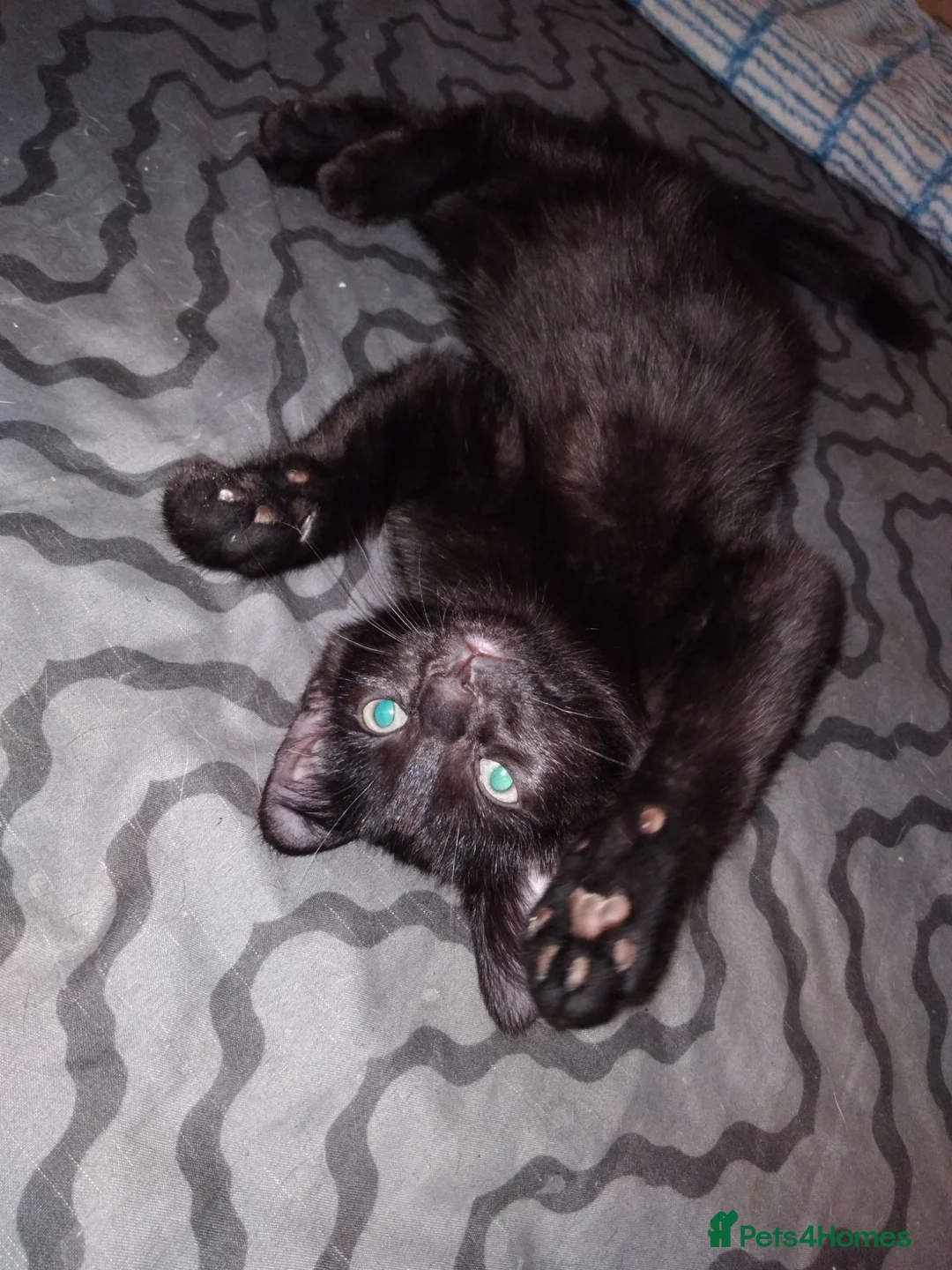 Mixed Breed cats for sale:  male kitten looking for loving forever home  - Advert 2