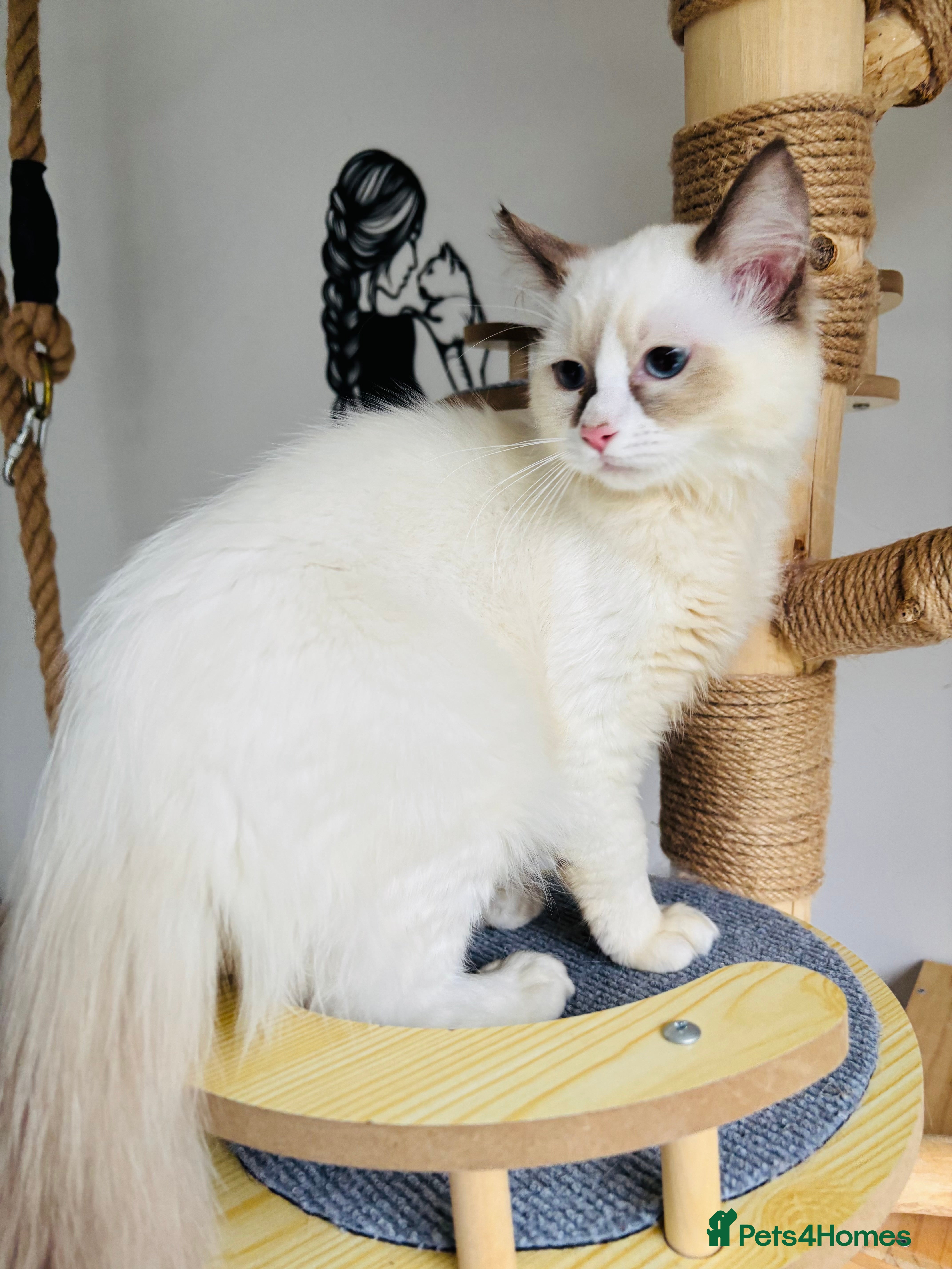 Ragdoll cats Beautiful ragdoll kittens  - Advert 2