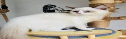 Ragdoll cats for sale: Beautiful ragdoll kittens  - Advert 8