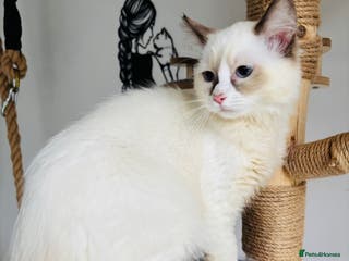 Ragdoll cats Beautiful ragdoll kittens - Advert 4