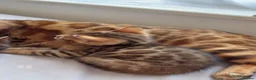 Bengal cats for sale: Beautiful Bengal Kittens🤎 in London - Advert 16