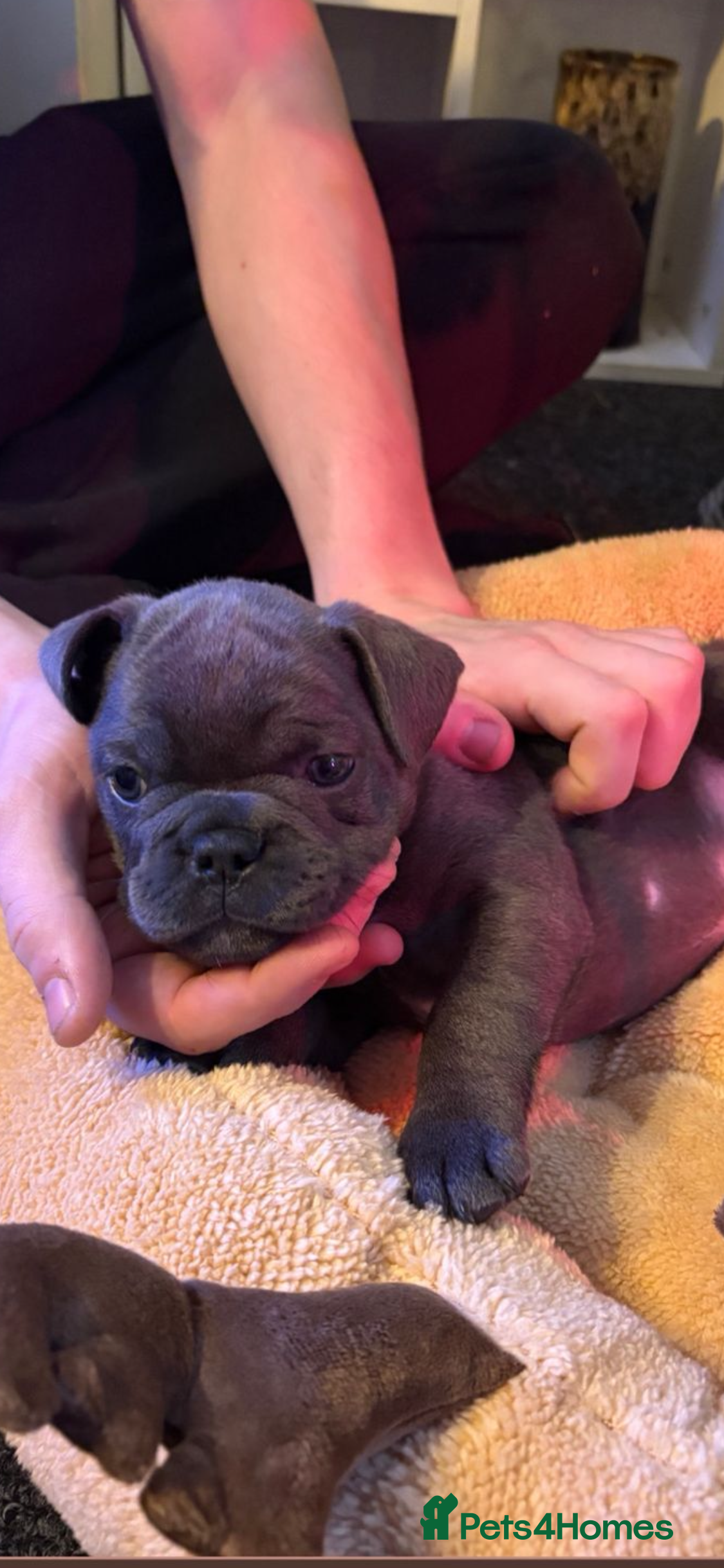 French Bulldog dogs French bulldog puppies - Advert 1