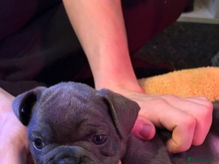 French Bulldog dogs French bulldog puppies - Advert 1