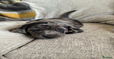 Mixed Breed dogs - Advert 12