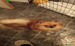 Pomeranian dogs for sale: Teddy Pomeranian girl - Image 3