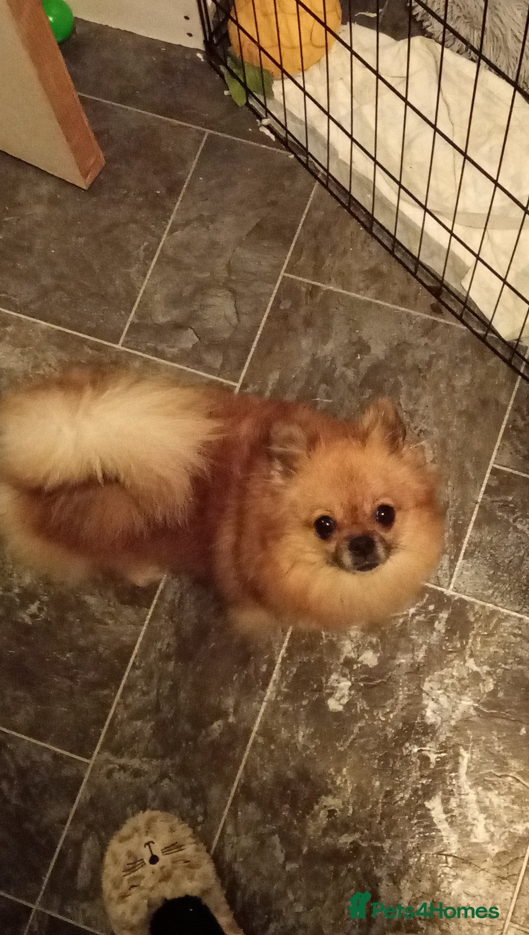 Pomeranian dogs for sale: Teddy Pomeranian girl - Image 3