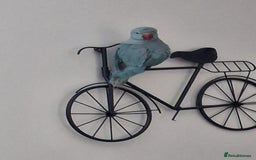 Ringnecks birds for sale: Male Indian ringneck.  - Image 2