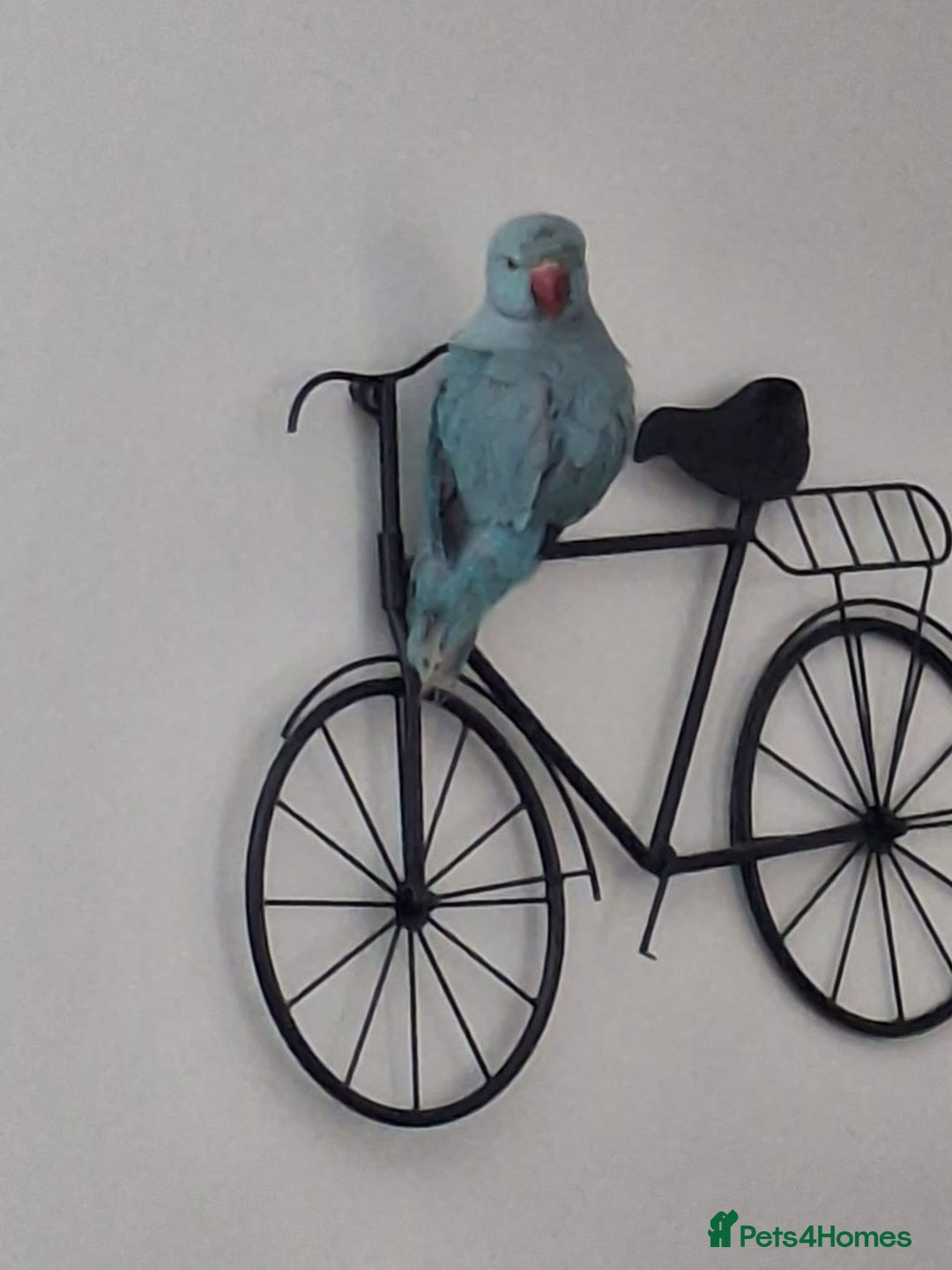 Ringnecks birds for sale: Male Indian ringneck.  - Image 2