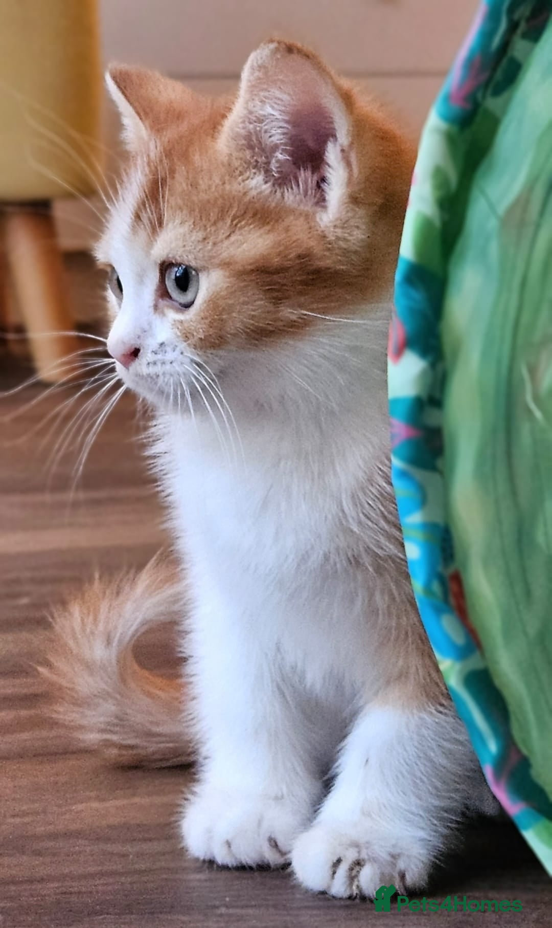 British Shorthair cats for sale: British Shorthair Kittens Ginger, Calico & Gold - Image 3