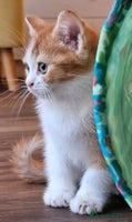 British Shorthair cats - Advert 6