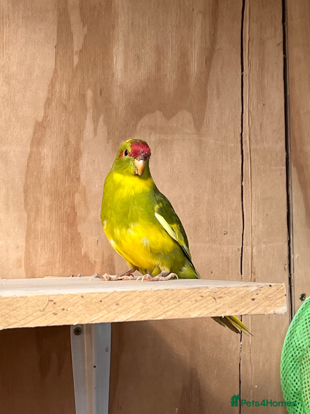 Parakeets birds for sale: Kakarikis  - Image 4
