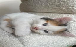 Mixed Breed cats for sale: 3 12-week old kittens available - Image 6