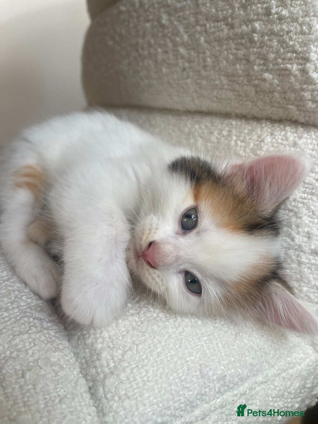 Mixed Breed cats for sale: 3 12-week old kittens available - Image 6