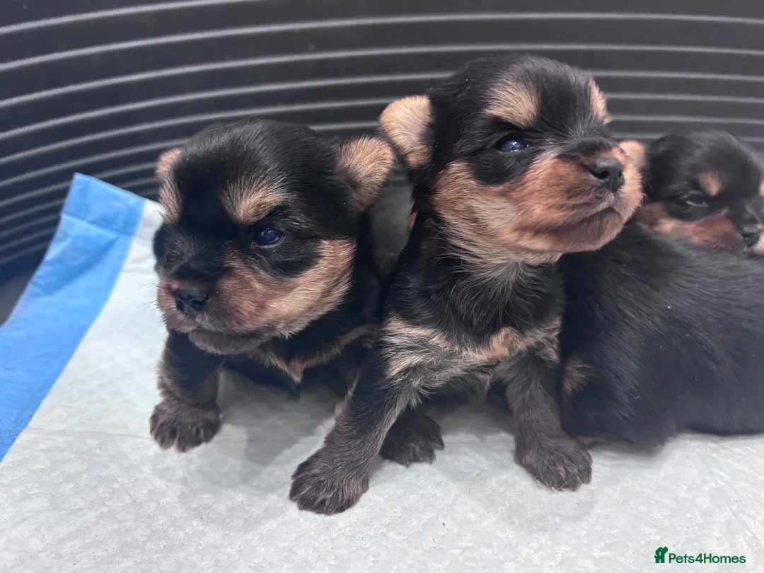 Yorkshire Terrier dogs for sale: Yorkshire Terrier Puppies  - Advert 1
