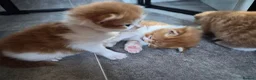 British Longhair cats for sale: Stunning fluff balls blh cross  - Advert 22
