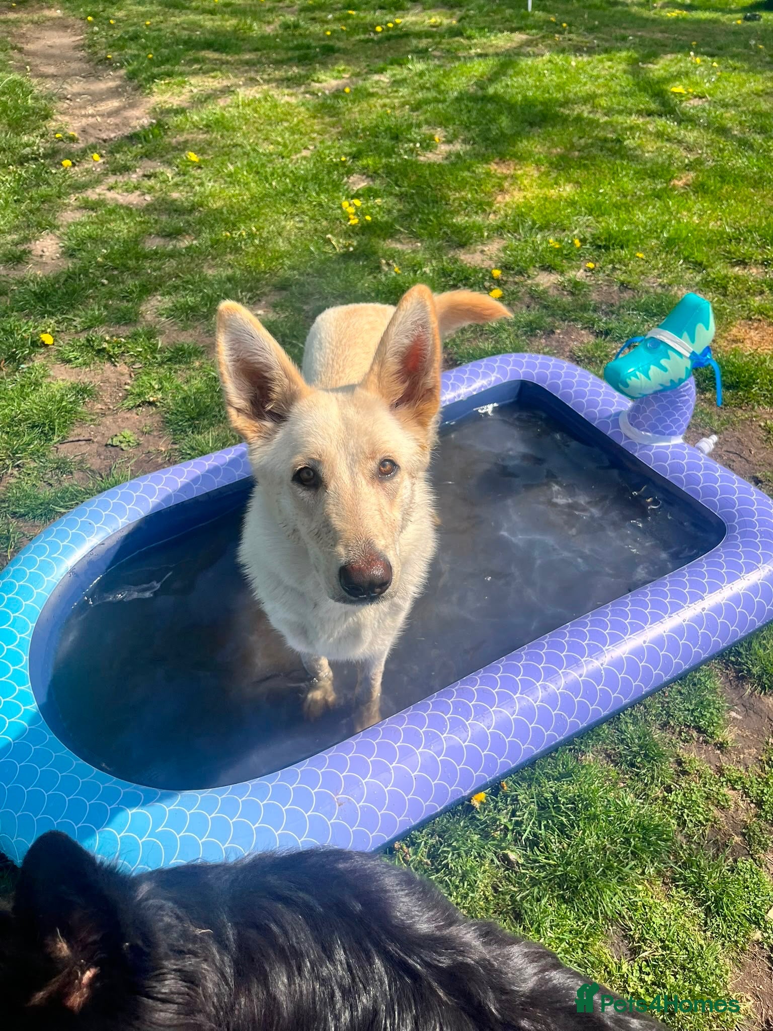 German Shepherd dogs K/C German Shepherd pups - Advert 7